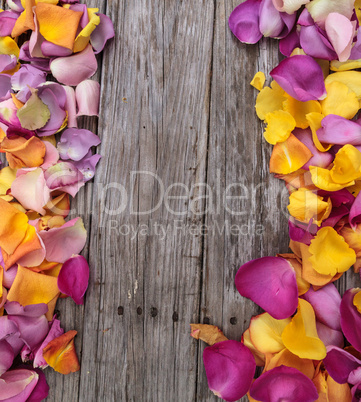 Rose petals in the colors of a sunset