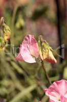 Sweet pea flower mix called Lathyrus odoratus