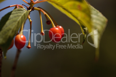 Red berries on a Taiwan cherry tree