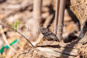 Western fence lizard called Sceloporus occidentalis