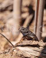 Western fence lizard called Sceloporus occidentalis