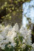 White lilac flowers