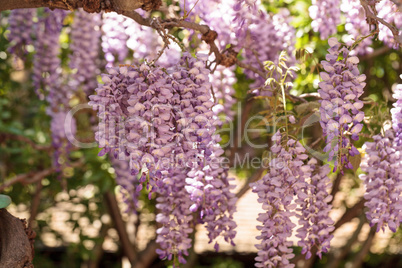 Purple wisteria flowers