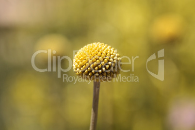 Yellow Craspedia Billy balls flower