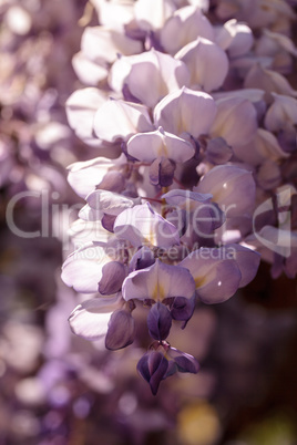 Purple wisteria flowers