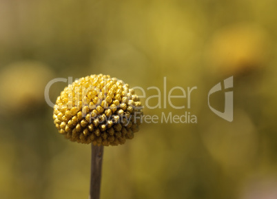 Yellow Craspedia Billy balls flower