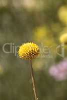 Yellow Craspedia Billy balls flower