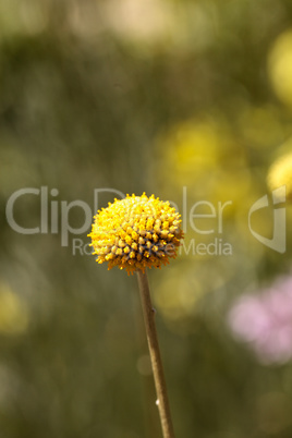 Yellow Craspedia Billy balls flower