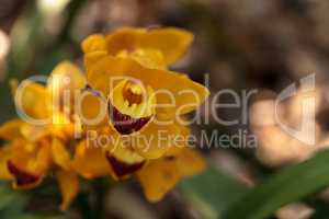 Yellow cymbidium orchid flower