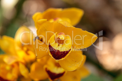 Yellow cymbidium orchid flower