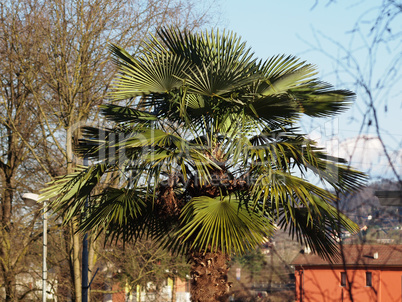 palm tree top