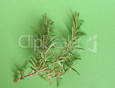 rosemary (Rosmarinus) plant over green with copy space