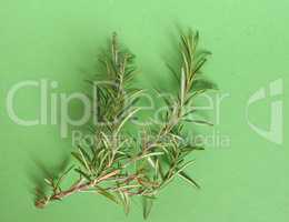 rosemary (Rosmarinus) plant over green with copy space