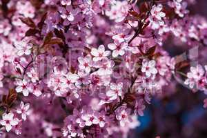 pink blossoms of cherry tree
