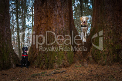 two dogs and mammut tree