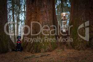 two dogs and mammut tree