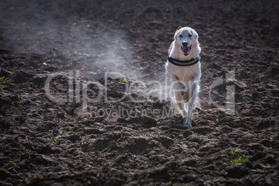 dog running over field