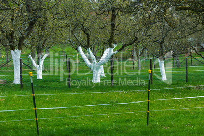 orchard with painted apple trees