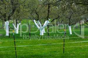 orchard with painted apple trees