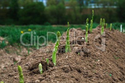 asparagus grows on the field