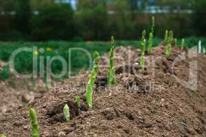 asparagus grows on the field
