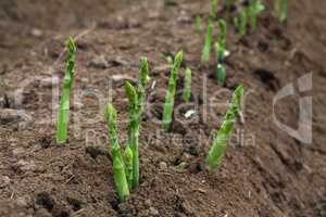 field of fresh asparagus shoots