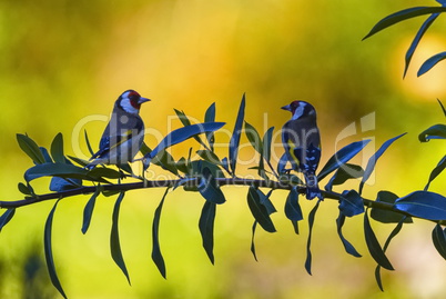 Twoe uropean goldfinch birds , carduelis carduelis