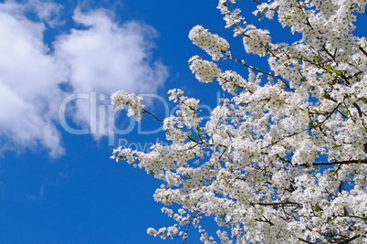 Blossoming cherry against the blue sky