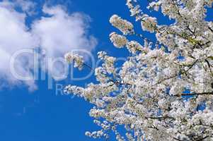 Blossoming cherry against the blue sky