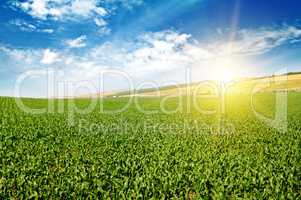 green corn field and blue sky