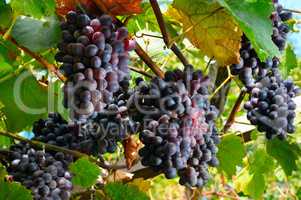 bunches of grapes on the vine