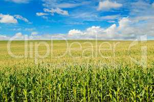 green corn field and blue sky