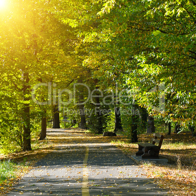 Summer park in sunset rays