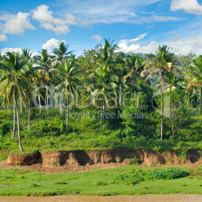 Tropical palm forest on the river bank