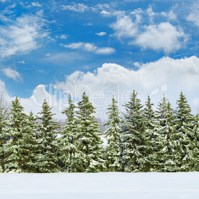 Beautiful winter landscape: a field covered with snow and spruce
