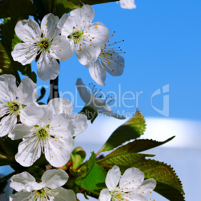 Blossoming cherry against the blue sky. Focus on the foreground.