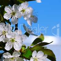 Blossoming cherry against the blue sky. Focus on the foreground.