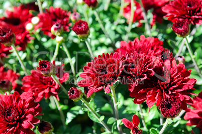 bright background of blooming chrysanthemums in the flowerbed