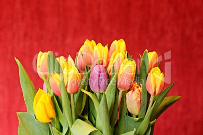 Strauss frischer bunter Tulpen