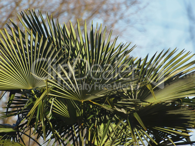 palm tree top