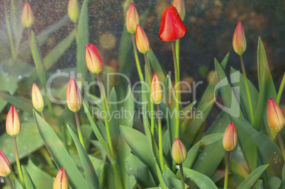 Red untapped tulips in the rain