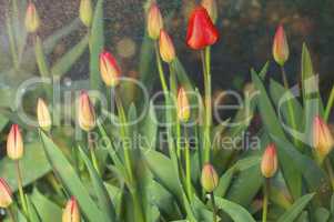 Red untapped tulips in the rain