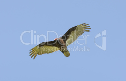 Turkey Vulture (Cathartes aura) Gliding with Wings Spread.