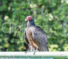 Turkey Vulture (Cathartes aura) Perching.