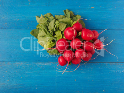 Fresh organic radish on blue wood