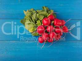 Fresh organic radish on blue wood