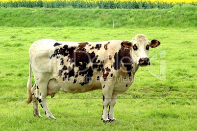 vache