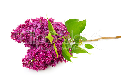 Sprig of blossoming lilac isolated on white background