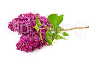 Sprig of blossoming lilac isolated on white background