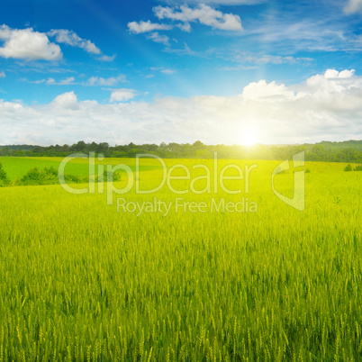 wheat field and sunrise in the blue sky